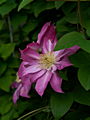 Clematis Asao IMG_6560 Powojnik